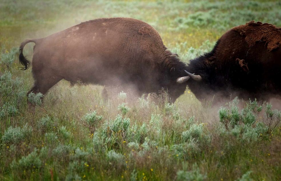 buffalo charging and fighting