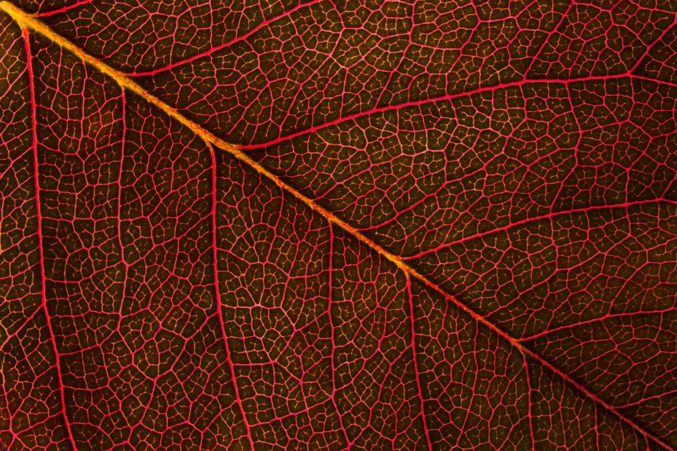 leaf in close up focus