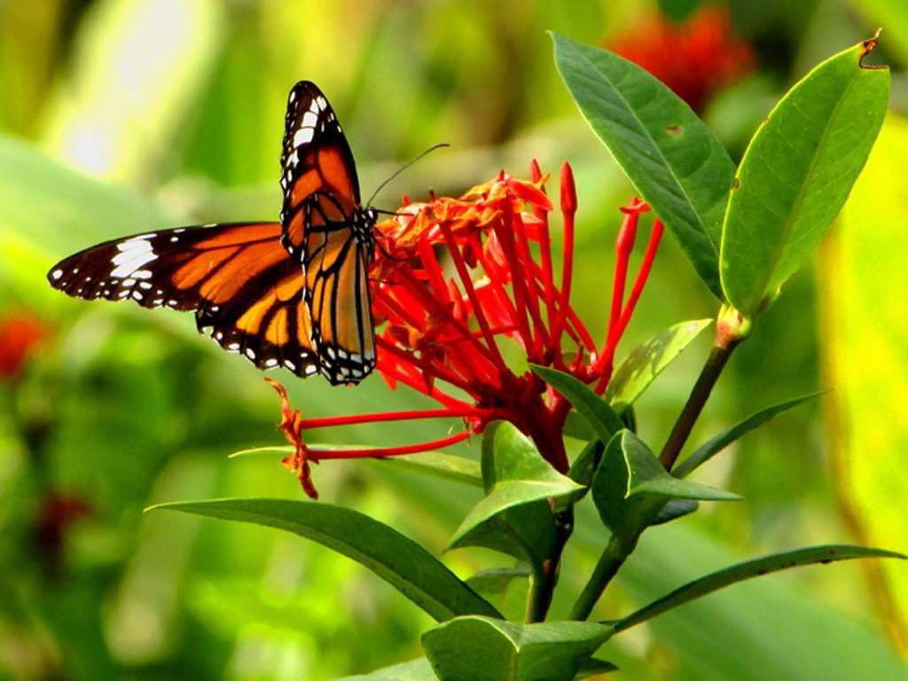 monarch butterfly on green plant with red flowers