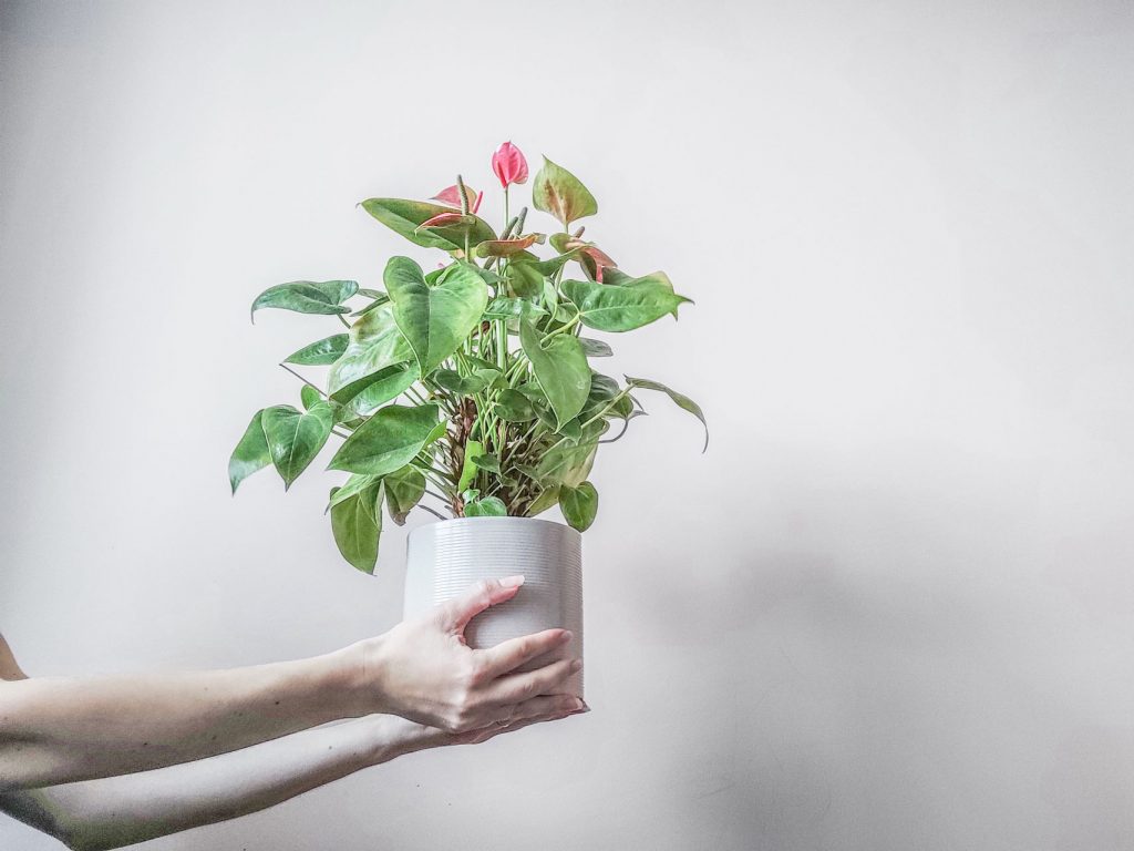 bringing a plant into an office