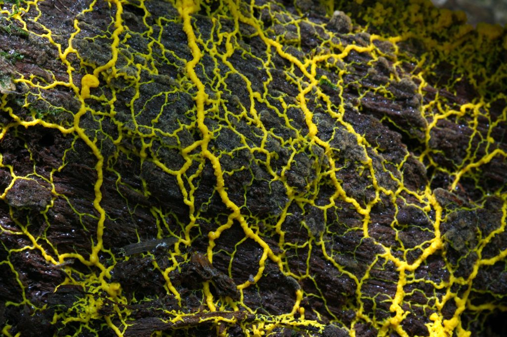 resilient slime mold growing on log